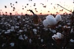 A cotton field in north Louisiana.