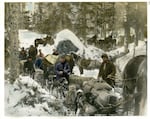 Sled dogs played a critical role in the Klondike Gold Rush in the 1800s.