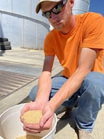 Tony Emineth cradles the last bit of a freshly-dumped-out load of grain in hand at the Northwest Grain Growers in Walla Walla.