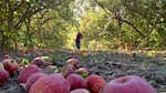 Nick Botner grows 4,500 varieties of apples in his orchard near Yoncalla, Oregon.