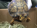Seized eastern box turtle