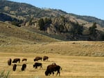 A herd of bison are seen in the Lamar Valley of Yellowstone National Park on Aug. 3, 2016. 