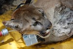 A tranquilized cougar is fit with a radio collar in California.