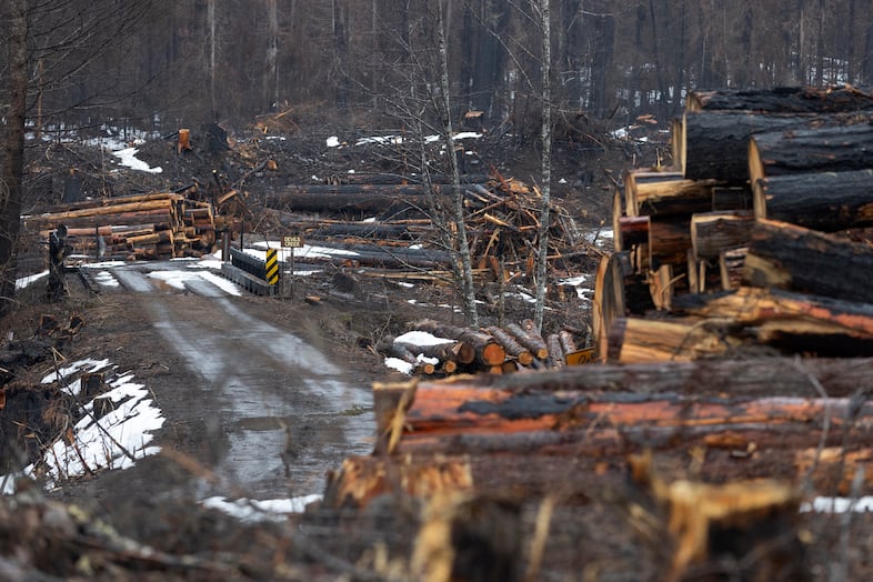 Logged areas in Breitenbush, March 5, 2021. The area was destroyed by the Beachie Creek and Lionshead fires in 2020.