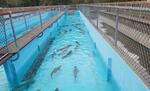 Salmon waiting to spawn at the Elk River Hatchery near Gold Beach, Oregon.