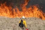 FILE — A firefighter watches grasses burn during a prescribed fire in the Oregon Dunes National Recreation Areas within the Siuslaw National Forest in February 2022.