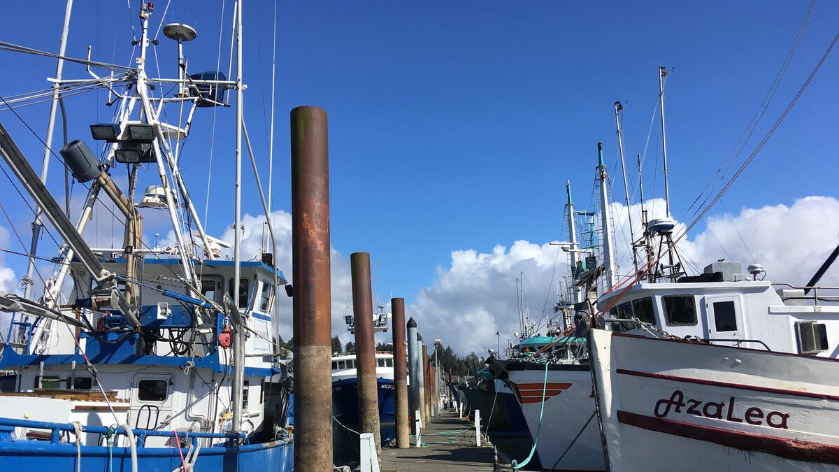 Oregon's own squid game: Crab still tops state's commercial fishing, but  squid is gaining - OPB
