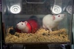 Rats are shown on Thursday, Aug. 21, 2025, at the Washington National Primate Research Center on the University of Washington campus in Seattle.