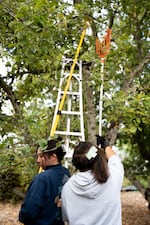 Community members harvest apples for cider at Unity Farms at the Oregon Food Bank in Portland, Ore., on Saturday, Sept. 26, 2026.