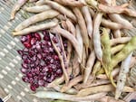 "Whipple" beans have burgundy skin flecked with white and pale pink speckles, making them sought-after by heirloom bean fanatics. Varieties like these fetch a hefty price on the commercial market.