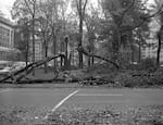 Columbus Day Storm damage at the South Park Blocks in Portland.
