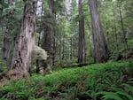 Hyperion is located in a closed part of the Redwood National Park. Still, many visitors have attempted to go off trail to observe the tree.