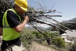 FILE: A tree service worker helps to create 200 feet of defensive space around a home to meet fire safety requirements in California.