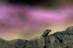 A chuckwalla lizard sunbathes in this 2007 file photo from Amboy Crater National Natural Landmark in southern California. The lizard is the namesake for the new Chuckwalla National Monument.