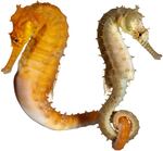 Western Spiny Seahorse Hippocampus angustus Specimen Nos. 78, 79 male and female 3.25 inches tall; Seahorse World, Beauty Point, Tasmania, Australia