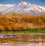 A salmon swims near a redd, or nest, with Mount Shasta in the background. A Washington State University researcher has found that the mating habits of salmon can alter the profile of stream beds, affecting the evolution of an entire watershed.
