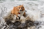 A corgi emerges from the ocean waves at Cannon Beach.