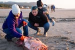 From left, Kaylee Myers, Justyne Oleman and Nova Ware of the Siletz Tribe search for bones in the flesh of the whale. Members of the Confederated Tribes of Siletz Indians helped disassemble the whale and collected samples for cultural use.