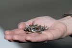 FILE - Sgt. Pam Taylor of the Washington Dept. of Fish and Wildlife displays invasive quagga mussels on Tuesday, Feb. 25, 2020. A single dead quagga mussel was recently found near Prineville Reservoir. It's the first time the freshwater mollusk has been seen near a body of water in Oregon.