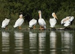 In this provided photo, white pelicans are pictured in 2021 at Crane Prairie Reservoir in Central Oregon.