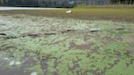 Cyanobacteria bloom in the Willamette River in this acquired image near Portland, Ore., on Aug. 21, 2026.