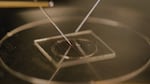 In this video still, the WSU Vancouver researchers test the memory-building capacity their new honey-based memristor in March.  Each small circle on the chip is one device.