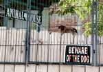 A dog sticks its face over a fence