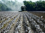 Farmers harvest cotton from a 140-acre field in Ellis County, near Waxahachie, Texas, in 2022.