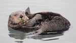 Applause and concern is swirling around a new feasibility assessment of sea otter reintroduction within 900 miles of vacant historical range in Oregon and northern California.