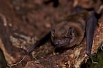 A common noctule bat.