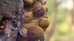 Honey mushroom caps emerge in autumn.