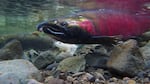 FILE — Sockeye salmon like these are have returned in low numbers to the Upper Columbia River this season.