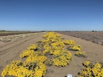 A field of Oregon sunshine being grown for the Klamath River restoration at BFI Native Seeds in Washington State.