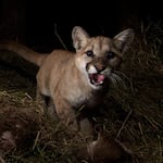 A 10-month-old cougar is startled by a trail camera in the California mountains. The Oregon Department of Fish and Wildlife includes juvenile cougars in their total population estimates.