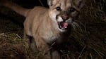 A 10-month-old cougar is startled by a trail camera in the California mountains. The Oregon Department of Fish and Wildlife includes juvenile cougars in their total population estimates.