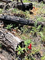 A site that is part of a long-term study on log decomposition, as seen on Jun. 16, 2026.