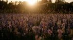 Sunset over a blooming camas prairie at the Oregon Country Fair site outside of Veneta, Ore., May 24, 2025.