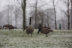 Canada geese eat grass during a brief snow shower in Willamette Park in southwest Portland, Ore., Saturday, Feb. 9, 2019.