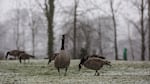 Canada geese eat grass during a brief snow shower in Willamette Park in southwest Portland, Ore., Saturday, Feb. 9, 2019.