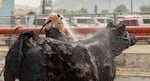 Shelby Marks, 13, of Baker City, washes her steer Maverick on Aug. 5, 2026, at the Baker County Fairgrounds in Baker City, Ore., before the 4-H/FFA steer conformation competition.