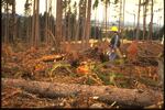 Forest land in Lane County being logged. How much of this activity should be allowed on federal forests is central to a dispute between the Obama administration and supporters of a bill in the U.S. House.