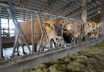 Jersey cows poking their heads out from the feeding stanchion at a Forest Glen Oaks Farm barn in Dayton, Ore.