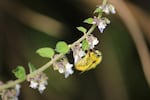 Wild pollinators like this bumblebee are integral to farmers' livelihoods and nutrition.