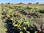 Swiss chard grows at Fry Family Farm in Medford.