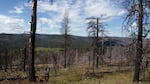 Mallory Davies uses the "peeper cam" to check on the number of chicks in a woodpecker nest high up in a Ponderosa pine as part of a research project looking into the effects of logging on woodpecker survival.