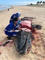 Kamilla Souza and a colleague getting ready to study the brain of this beached whale.