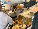 Technicians collect salmon and guide them into what’s known as a salmon sock.