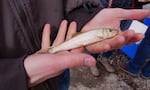 A close up of two hands holding a small fish.