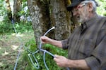 Gary Pendergrass inspects maple syrup tubing on his farm in Sheridan, Ore. Pictured June 7, 2023.