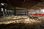 Derrick Josi's dog Benny patrols the calf barn at Wilsonview Dairy in Tillamook, Ore., Feb. 19, 2020. Josi has delayed expansion of the dairy due to financial impacts of the coronavirus.